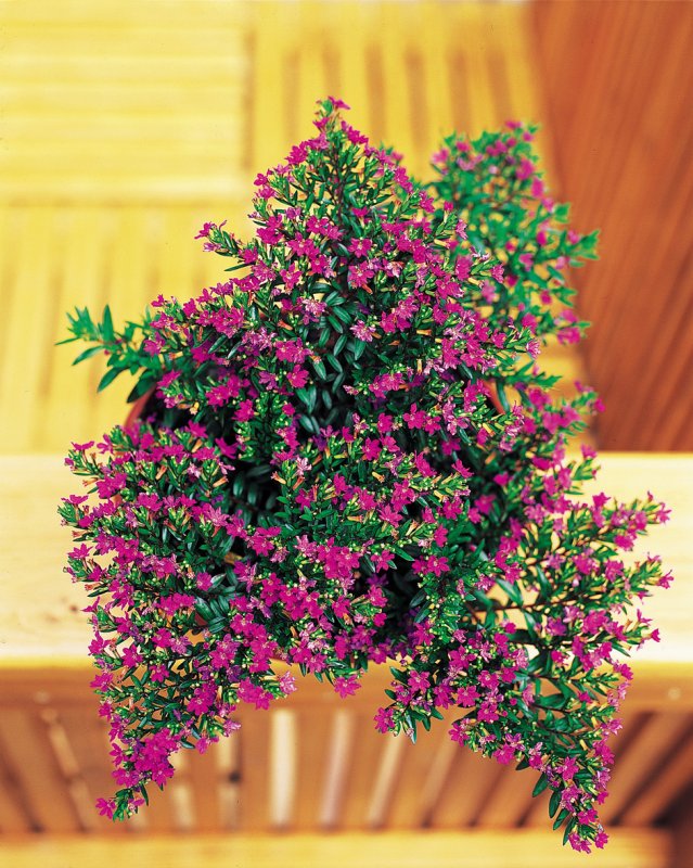 Куфея mexicana Lilac