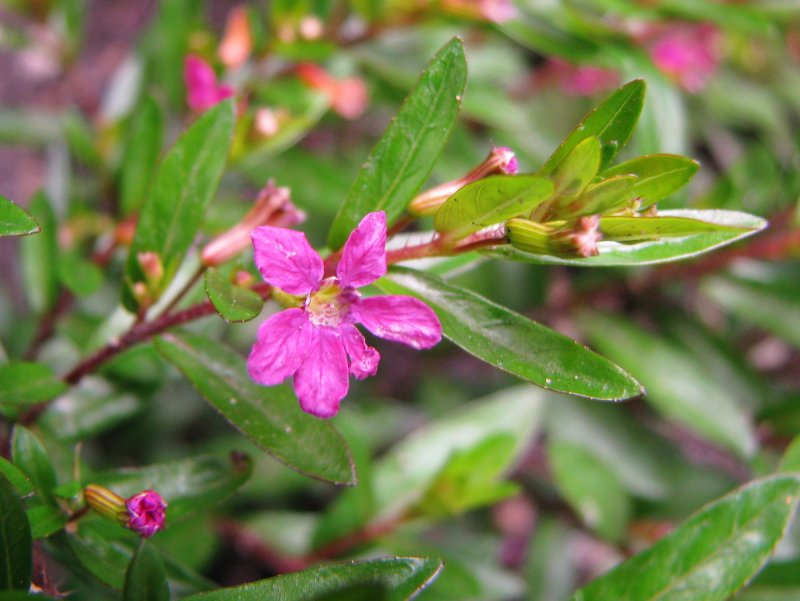 Куфея hyssopifolia