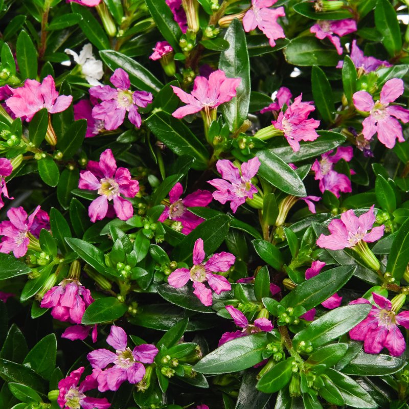 Куфея Cuphea Lilac