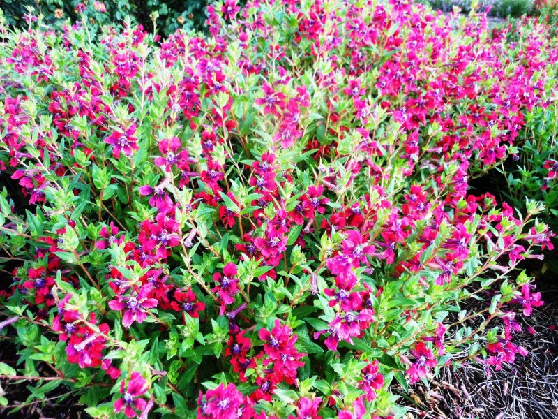 Куфея Myrto Purple