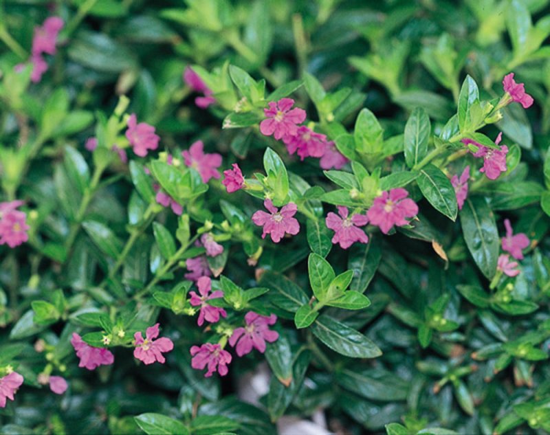 Куфея Cuphea Cupid Purple