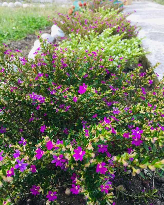 Цветок Cuphea hyssopifolia