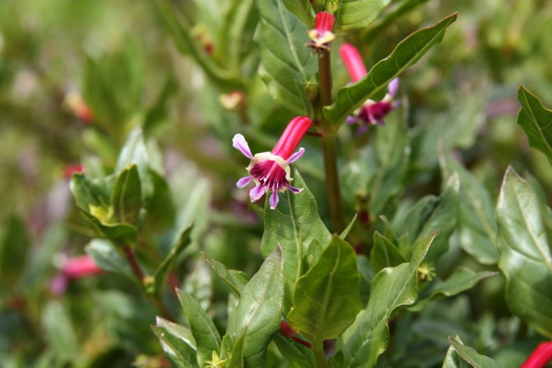 Куфея (Cuphea anagalloidea)