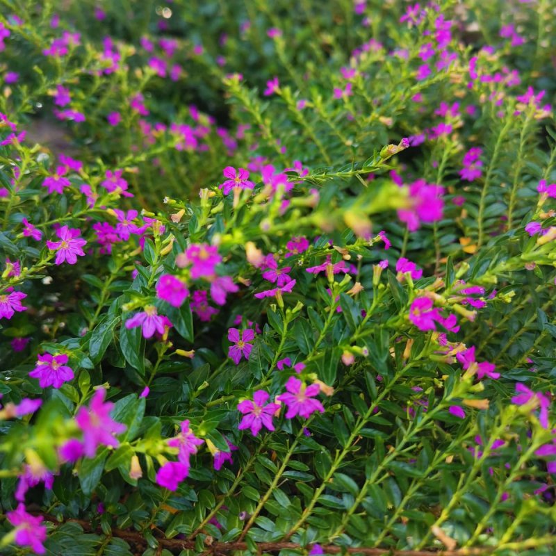 Cuphea hyssopifolia