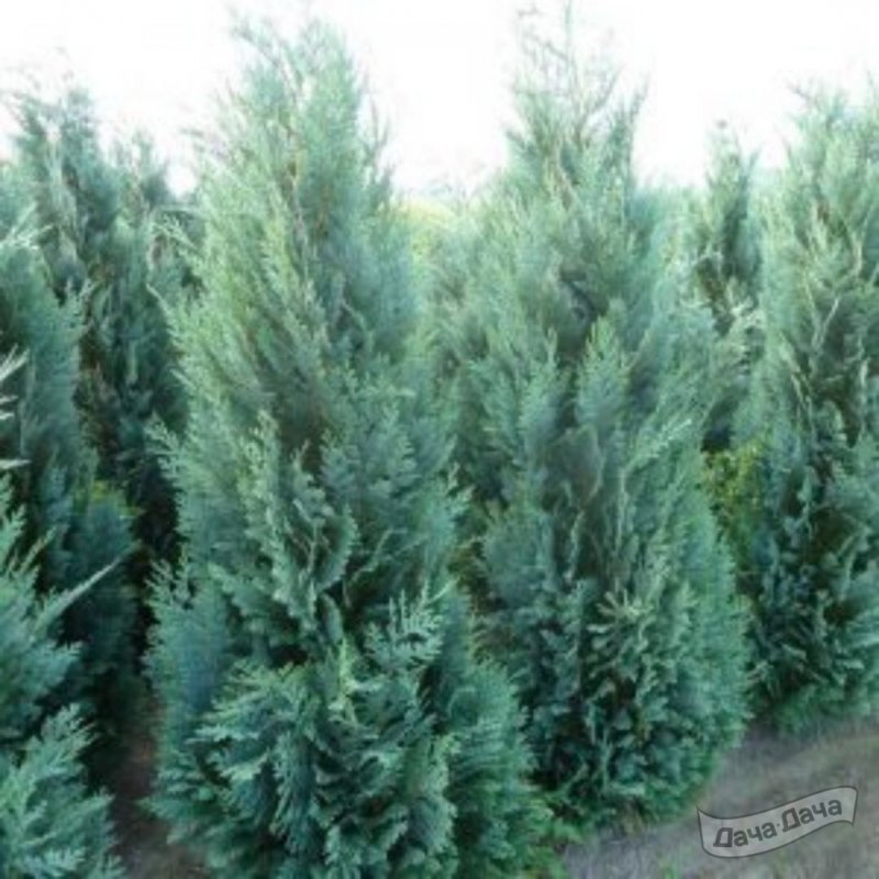 Кипарисовик Лавсона columnaris