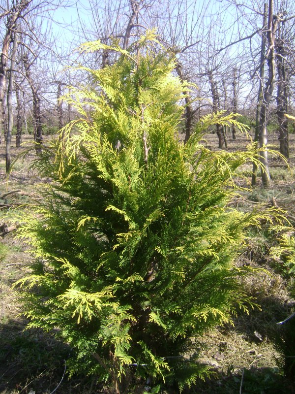 Кипарисовик Лавсона Санкист