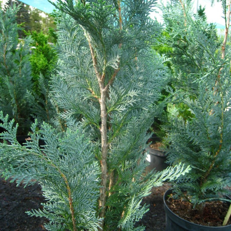 Chamaecyparis lawsoniana columnaris