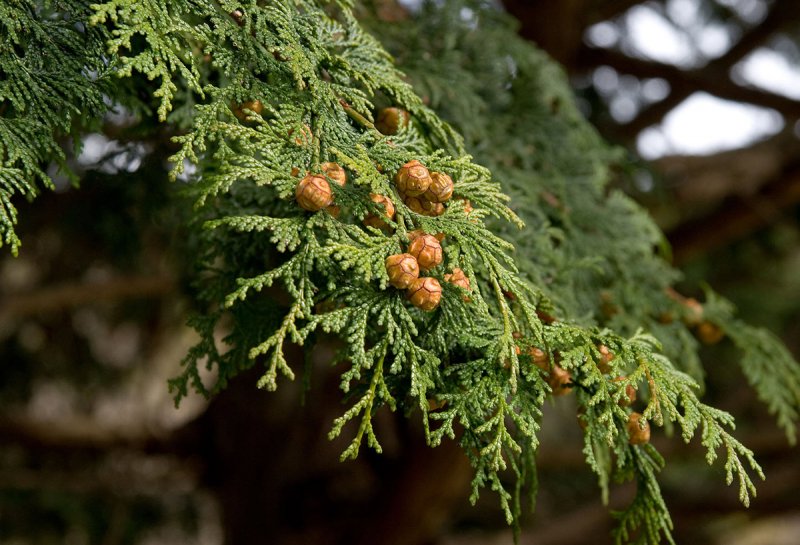 Кипарис Аризонский - Cupressus arizonica Greene
