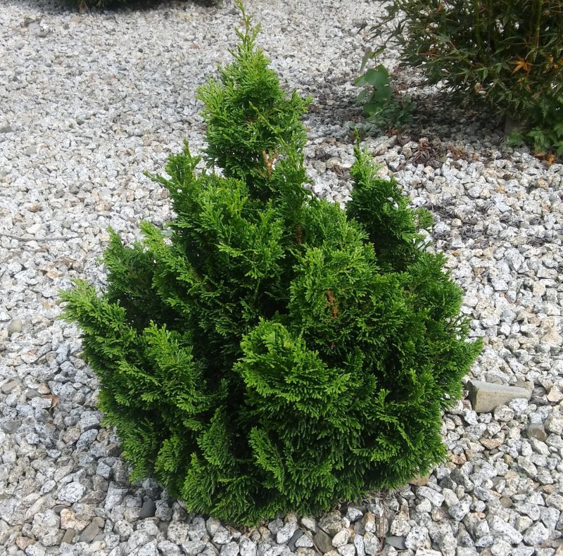 Кипарисовик obtusa Nana gracilis