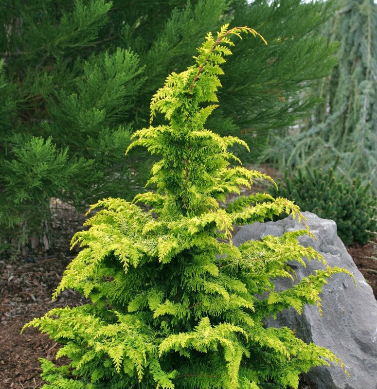 Кипарисовик тупой Fernspray Gold