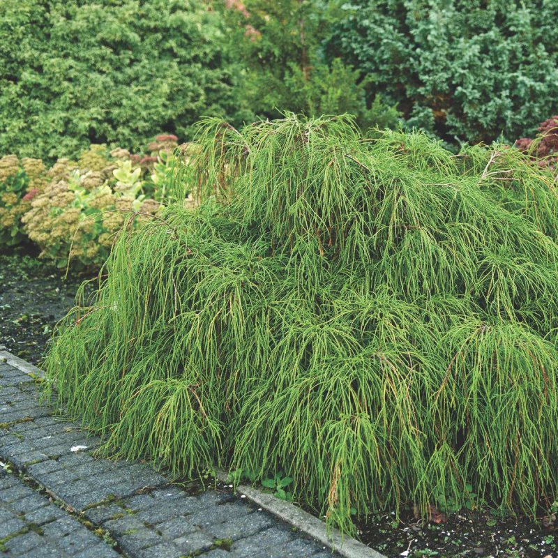Кипарисовик Chamaecyparis pisifera Boulevard