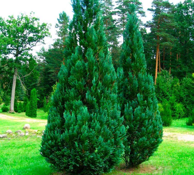 Кипарис Купрессус