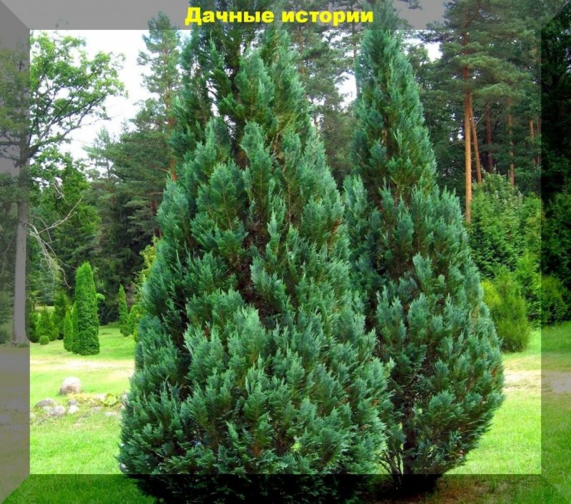 Кипарисовик Лавсона сорта