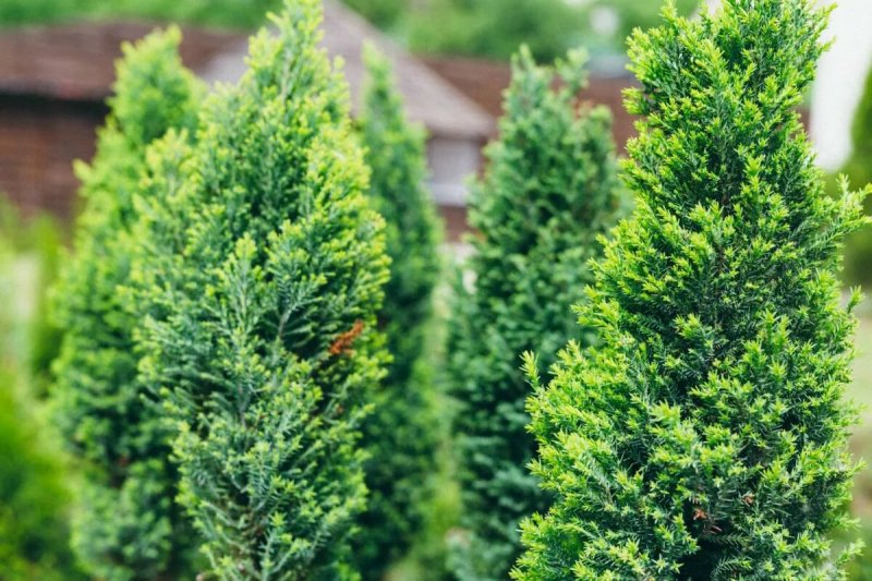 Кипарисовик Chamaecyparis lawsoniana