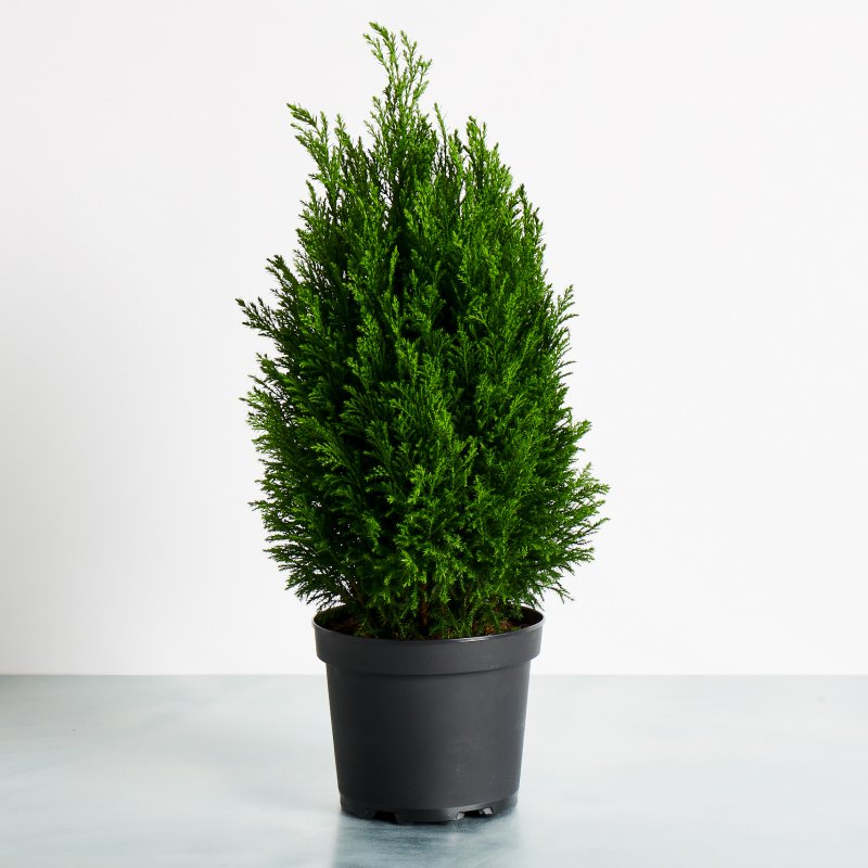 Chamaecyparis obtusa Aurora кипарисовик