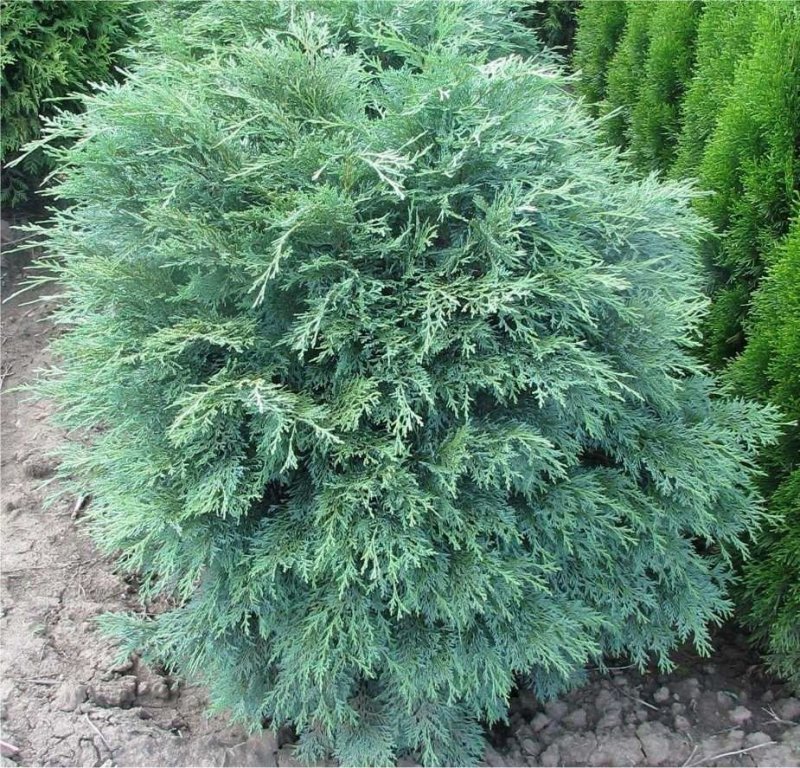 Chamaecyparis obtusa