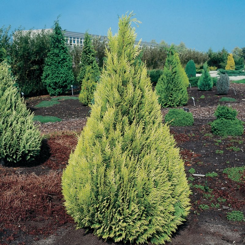 Кипарисовик lawsoniana Ellwood Pillar