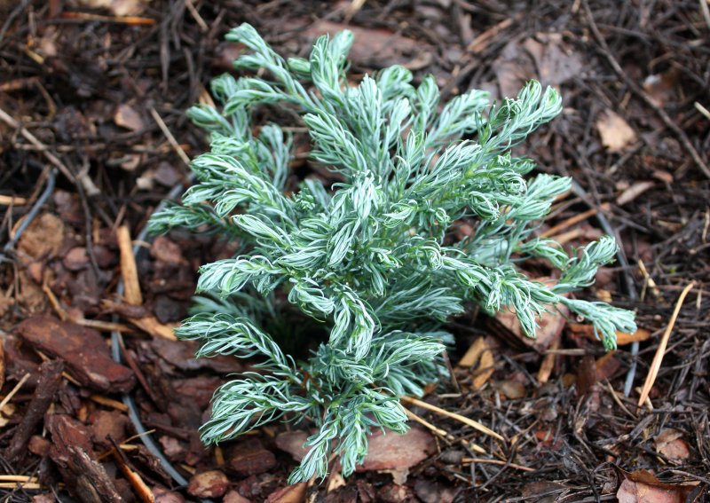 Кипарисовик Лавсона Ellwoodii