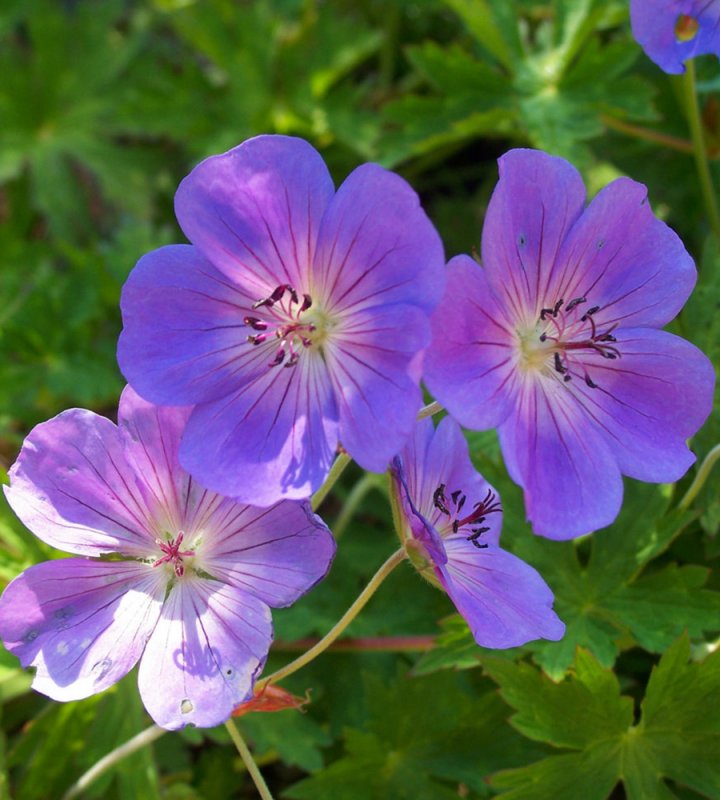 Герань великолепная (Geranium Magnificum)