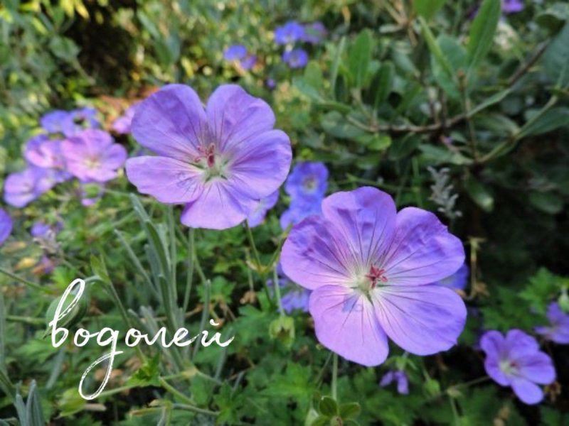 Герань великолепная (Geranium Magnificum)