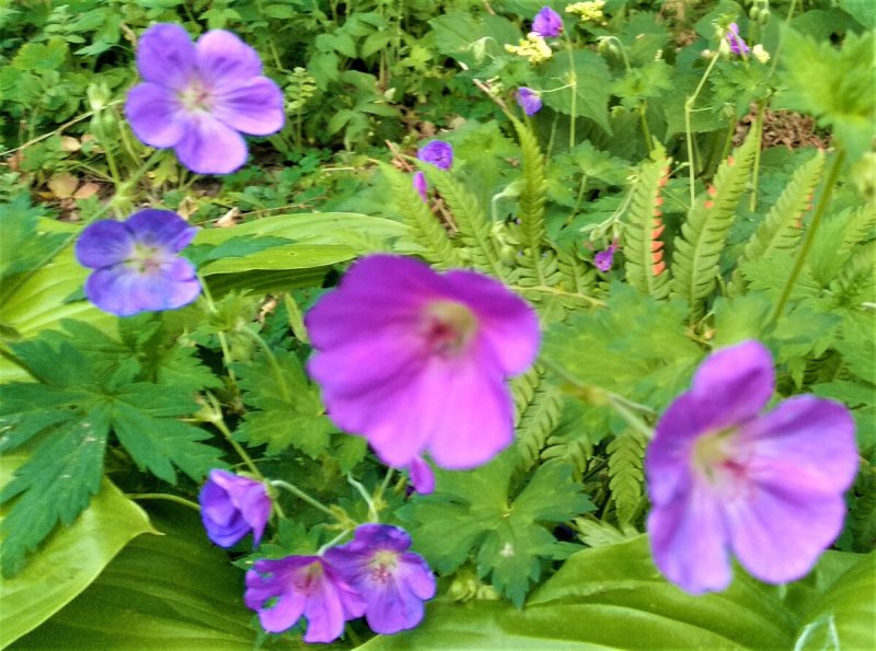 Geranium ibericum