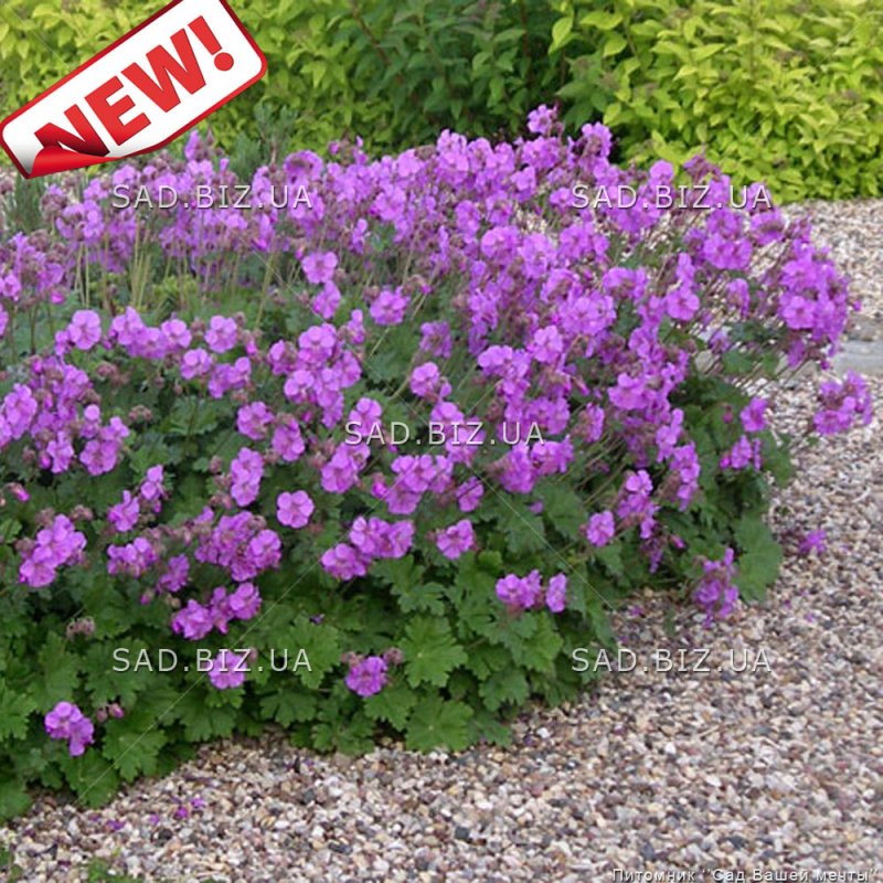 Герань Садовая (Pelargonium hortorum)