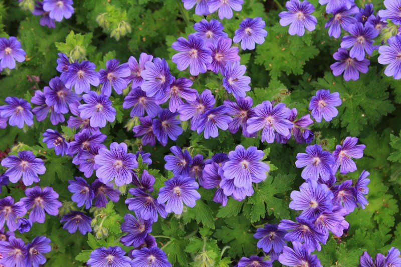 Герань (Geranium)