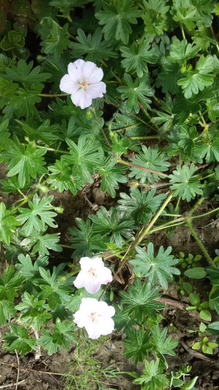 Герань кроваво-красная (Geranium sanguineum)