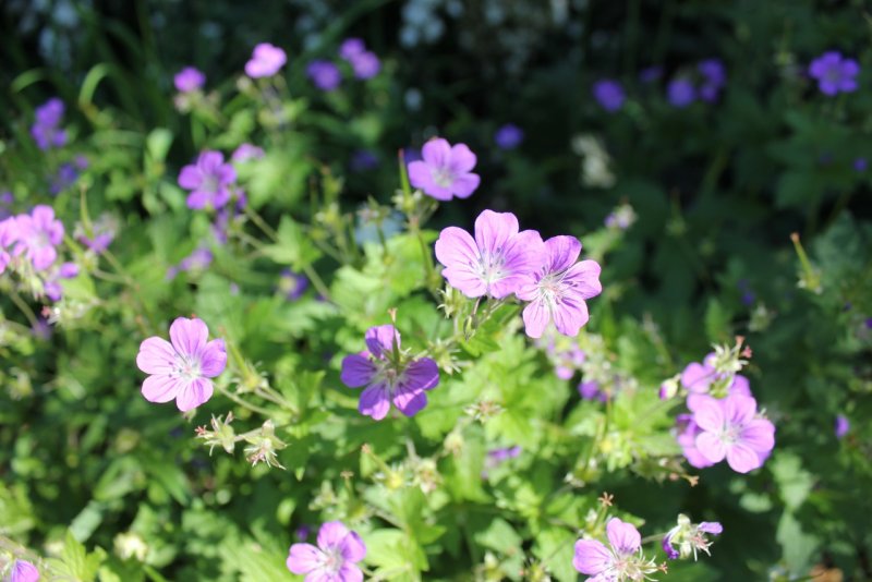 Geranium sanguineum elke