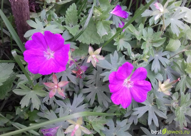 Geranium endressii Wargrave Pink