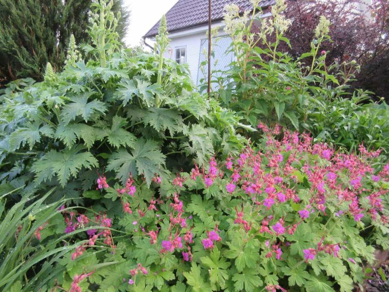 Герань Geranium macrorrhizum Spessart