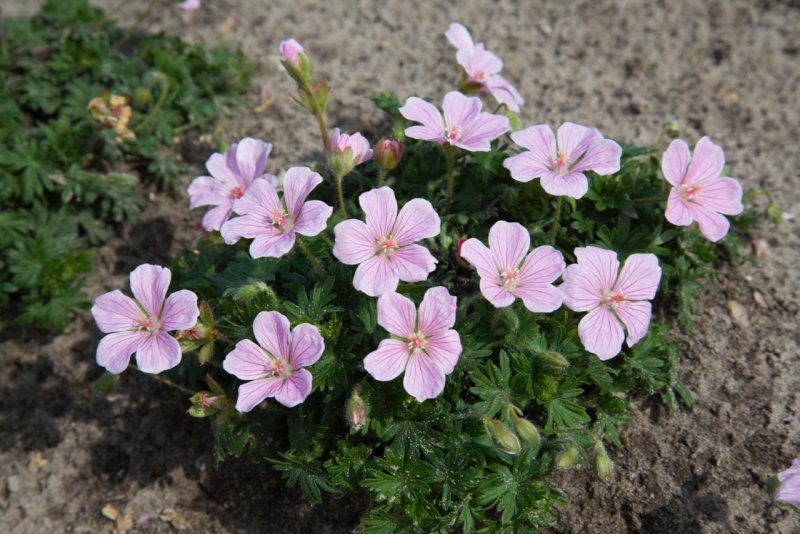 Герань гибридная (Geranium x hybridum `Sirak`)