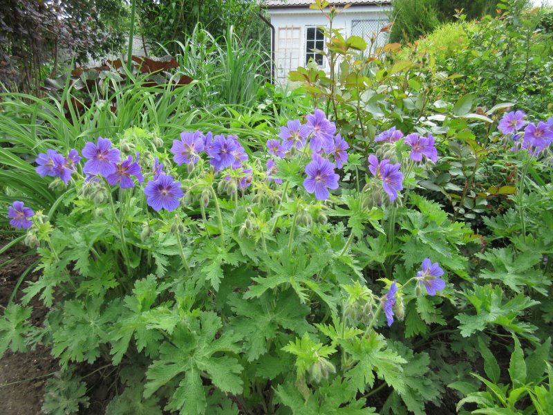 Герань Geranium Rozanne