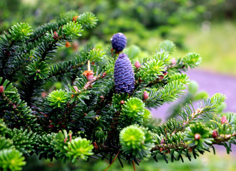Пихта корейская (Abies Koreana Oberon c3 15-20)