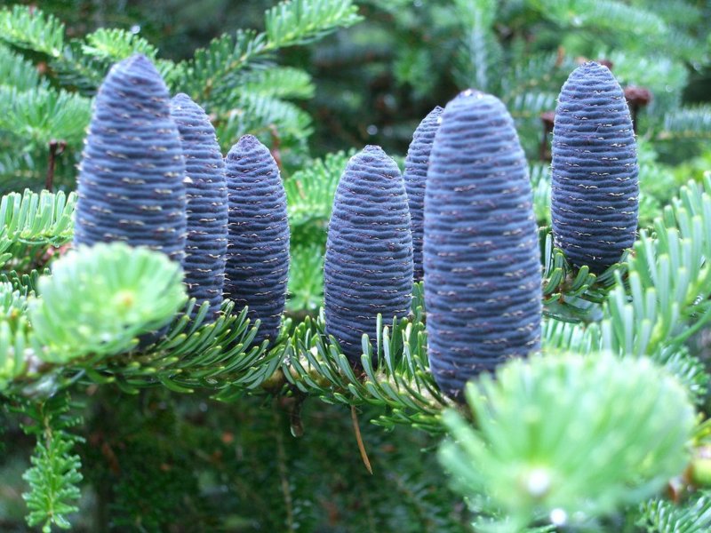 Ель Abies Koreana