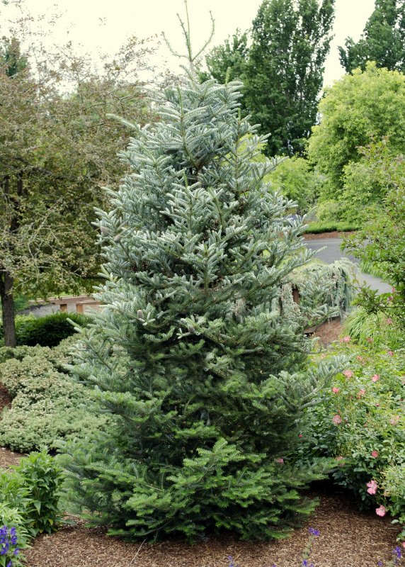 Пихта Сибирская Abies sibirica
