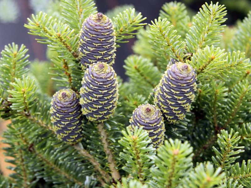 Abies Koreana 'Tundra'