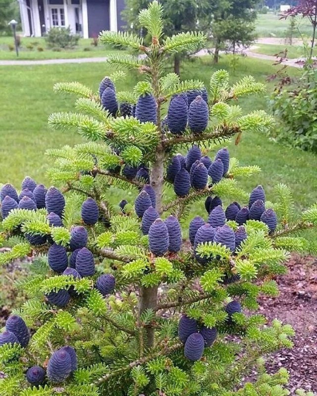 Abies koreocarpa Diskus