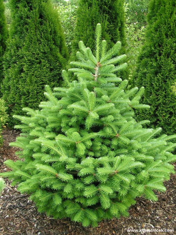 Пихта корейская Abies Koreana