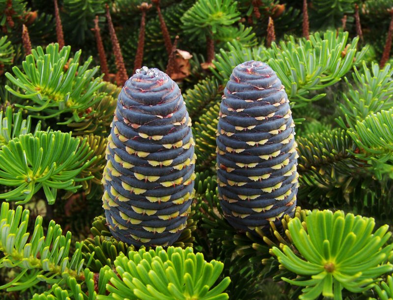 50 Шт./лот корейская ель, Abies Koreana