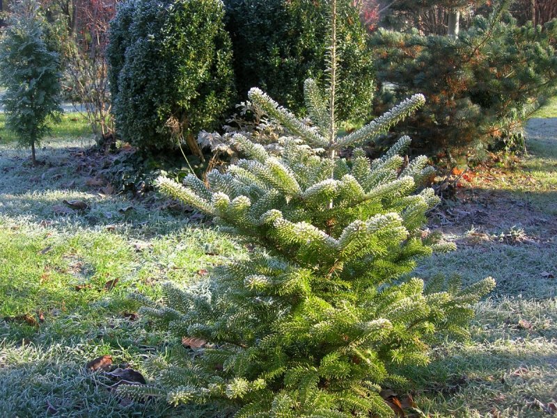 Abies Koreana 'Tundra'
