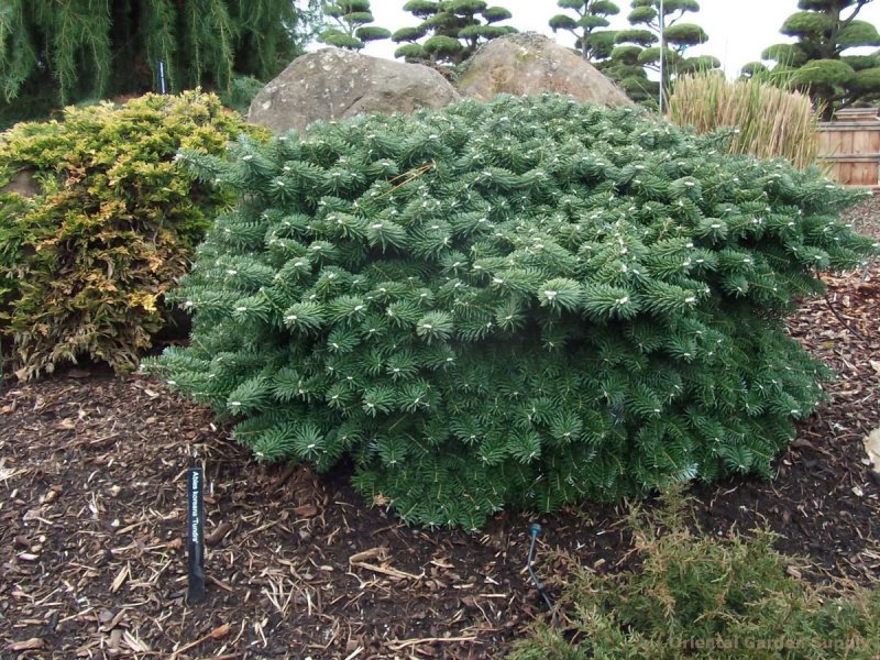 Abies procera 'Rattail'