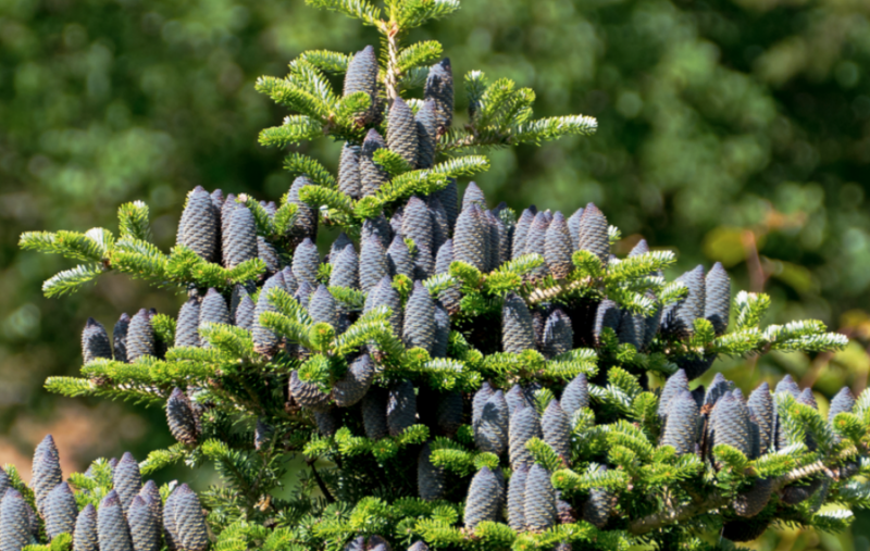 Пихта корейская Abies Koreana