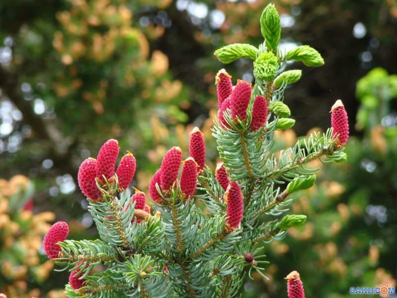 50 Шт./лот корейская ель, Abies Koreana