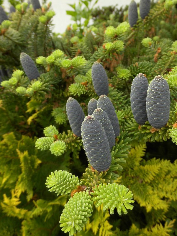 Abies squamata