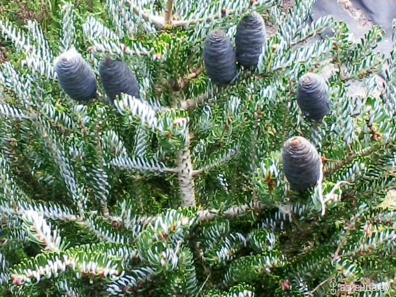 Abies Koreana