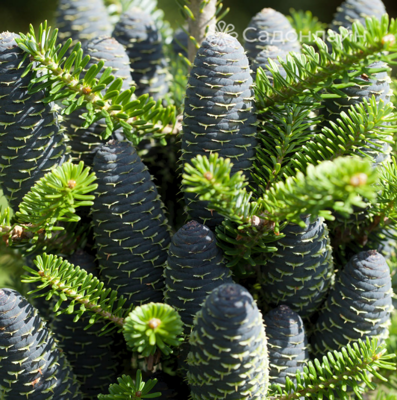 Abies Koreana Pancake