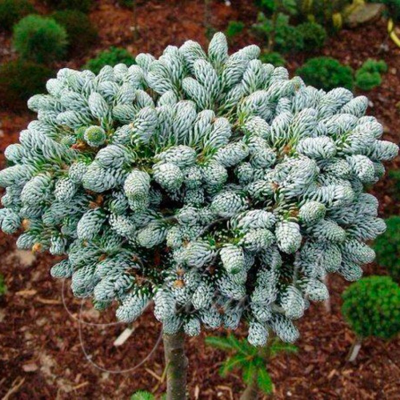 Ель Abies Koreana