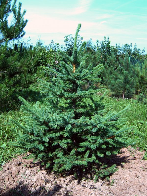 Ель Abies Koreana