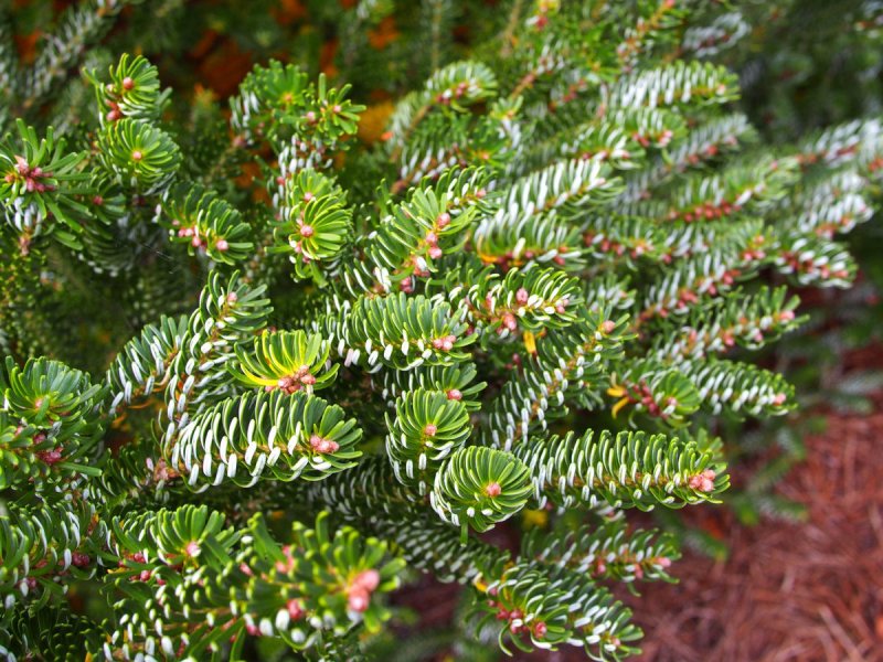 Abies Koreana 'Horstmann'
